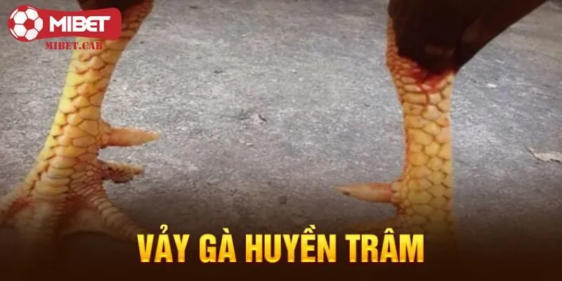 Tìm hiểu vảy gà huyền trâm