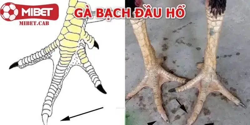 Đặc điểm của vảy gà bạch đầu hổ