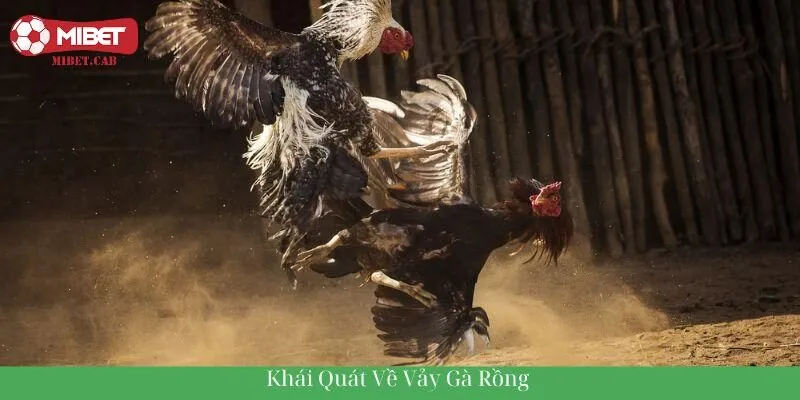 Khái quát về vảy gà rồng 