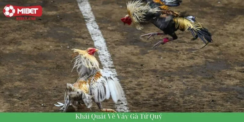 Khái quát về vảy gà tứ quý