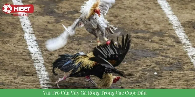 Vai trò của vảy gà rồng trong các cuộc đấu tại Mibet casino