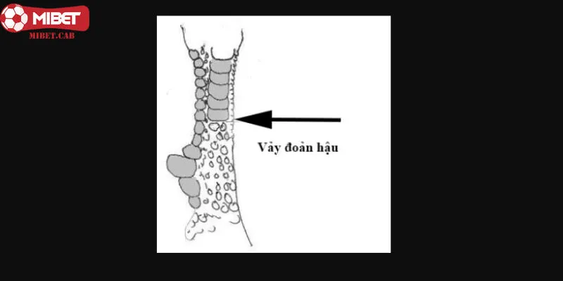 Đoản hậu là một trong những vảy gà xấu nên tránh nhất