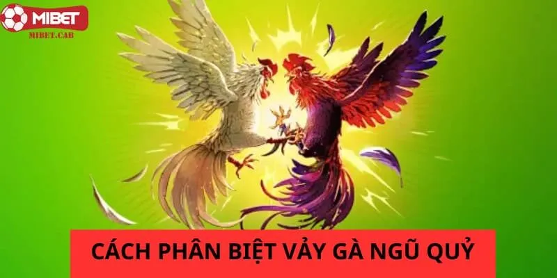 Cách phân biệt ngũ quỷ trên hai cựa rất đơn giản