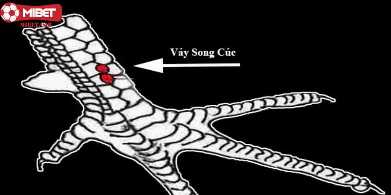 Song cúc cũng được xem là một loại vảy gà xấu nên né