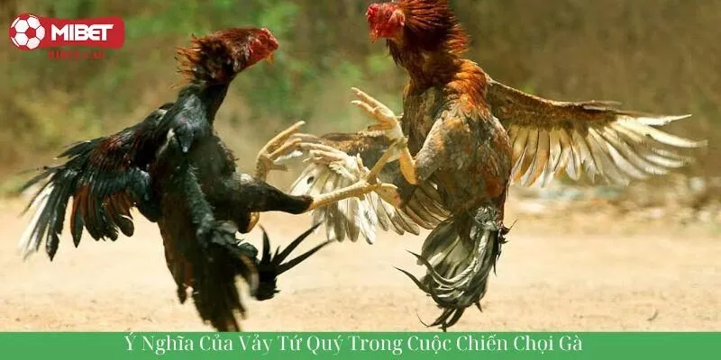 Ý nghĩa của vảy tứ quý trong cuộc chiến chọi gà